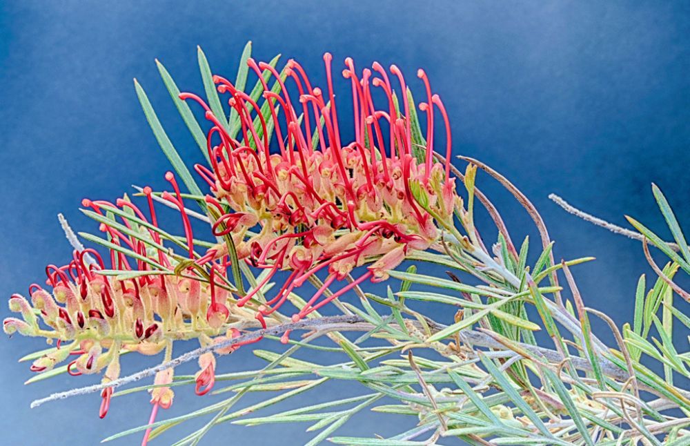 Peter-Allison-Grevillia-with-nectar-great-native