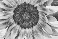Honour-Sandy-Adsett-Sunflower