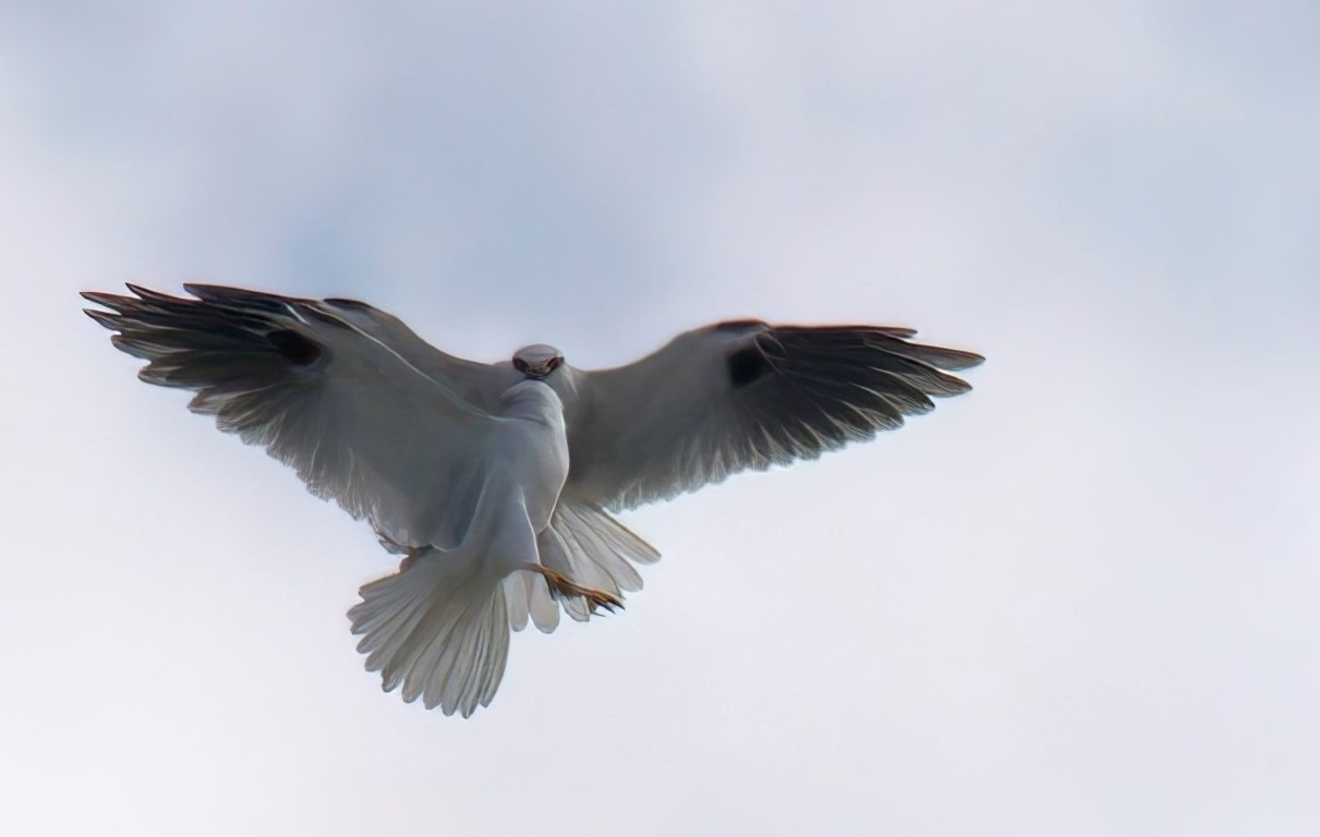 Black-shouldered-Kites