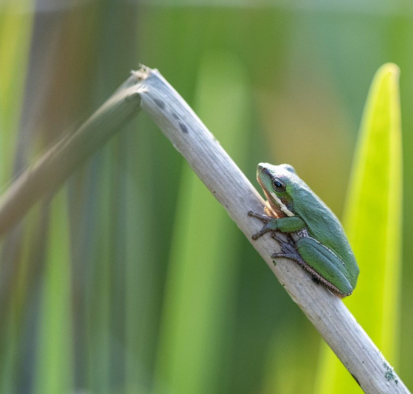 Dwarf-tree-frog