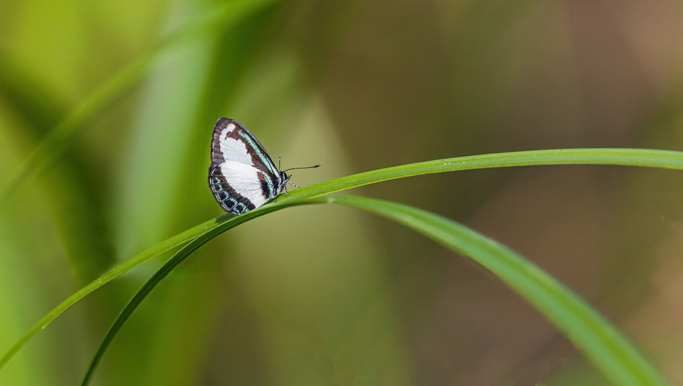 Small-Green-Banded-Blue-Butterfly
