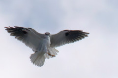 Black-shouldered-Kites