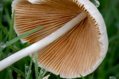 Fallen-Mushroom
