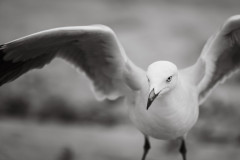 Flying-Seagull