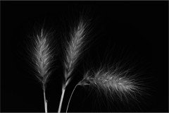 Foxtail-weed