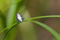 Small-Green-Banded-Blue-Butterfly
