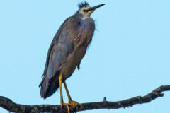 White-faced-Heron