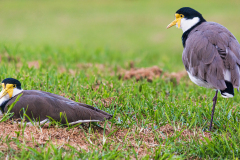 Masked-Lapwings-Gracie